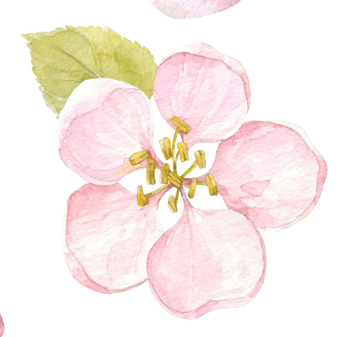 Vzor tapety: růžový květ jabloně a zelený list, akvarelový styl