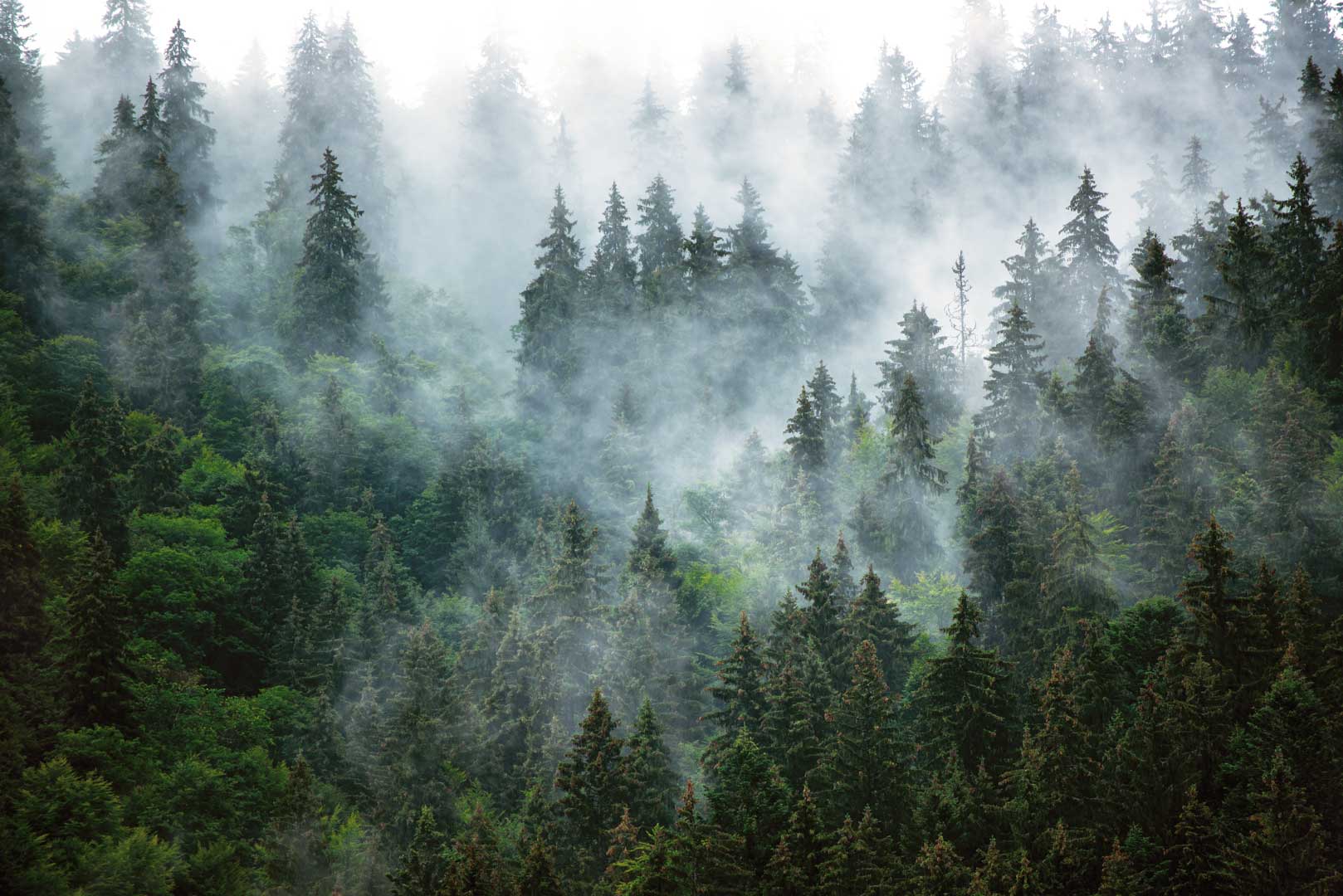 Fototapeta les v mlze: zelený jehličnatý les, mlha