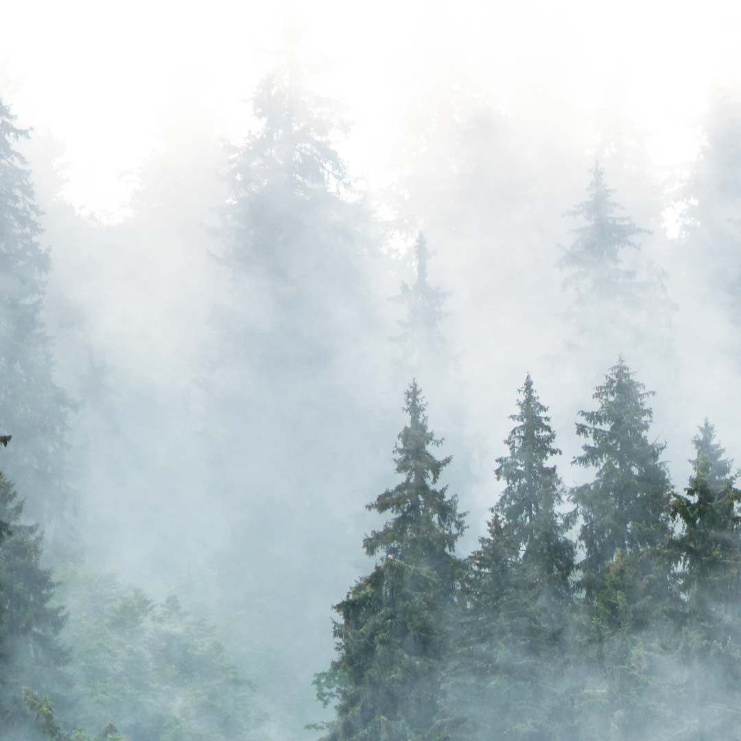 Tapeta les v mlze - Dekoori obrázek 3
